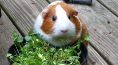 Jakie ziarno i zieleni jedzą świnki morskie